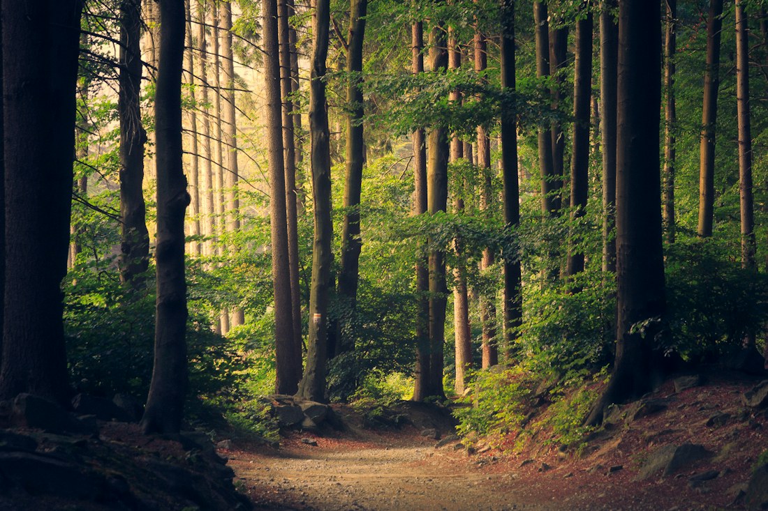 Sunlight filtering through a peaceful forest